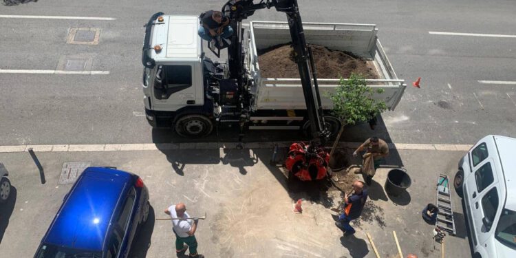 Gradski kotar Bačvice obnovio stablo u Pojišanskoj nakon štete od nevremena