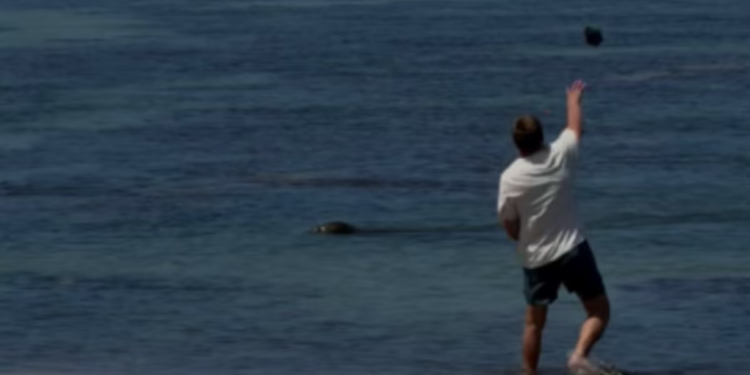 Havajski turist koji se navodno hvalio ‘Ja sam bogat’ nakon što je gađao ugroženu tuljanku kamenom daje novi razlog za postupke: izvješće