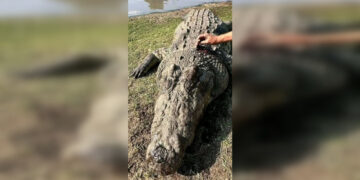 Ljudski ostaci pronađeni unutar krokodila u južnoafričkoj rijeci (UZNEMIRUJUĆA FOTO I VIDEO) — RT World News