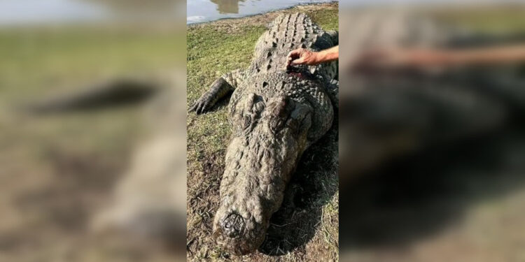 Ljudski ostaci pronađeni unutar krokodila u južnoafričkoj rijeci (UZNEMIRUJUĆA FOTO I VIDEO) — RT World News