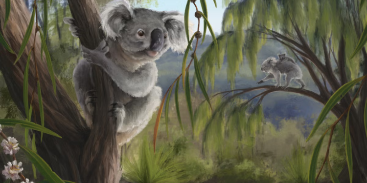 Novo otkriće fosila koale mijenja naše mišljenje o najomiljenijoj životinji Australije