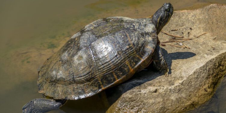 POVRATAK U STONSKU LOKVU Ne propustite puštanje mladunca riječne kornjače!