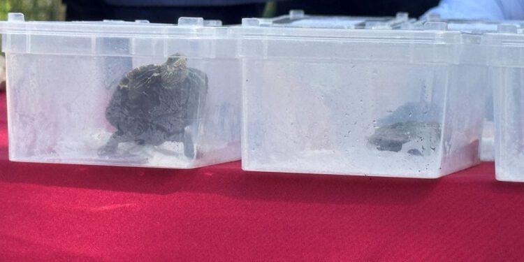Povratak u stonsku lokvu – Mladunci riječne kornjače vraćeni u obnovljenu lokvu