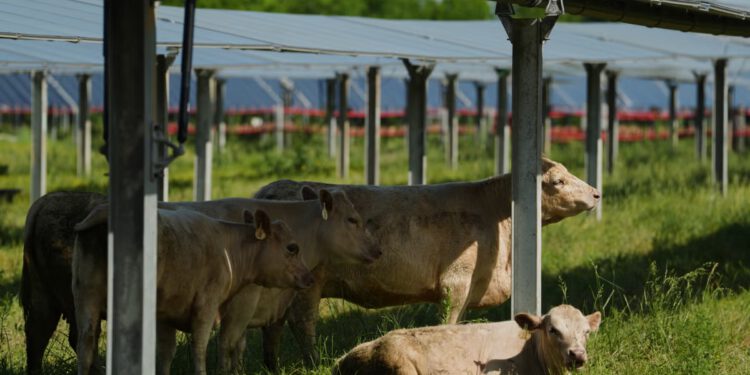 Solarni ranč u Tennesseeju ima za cilj dokazati da je ispaša stoke ispod panela dobitna prednost za poljoprivredno zemljište
