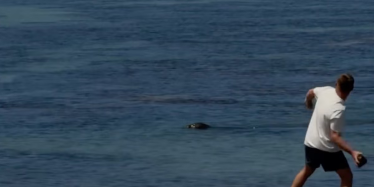 Turist viče ‘Ja sam bogat’ nakon što ga posjetitelji na plaži mole da prestane napadati ugroženu tuljanku — prije nego što je pritvoren