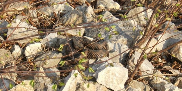 Vir pod opsadom parazita, u Zadru zabilježen opasan ugriz otrovnice