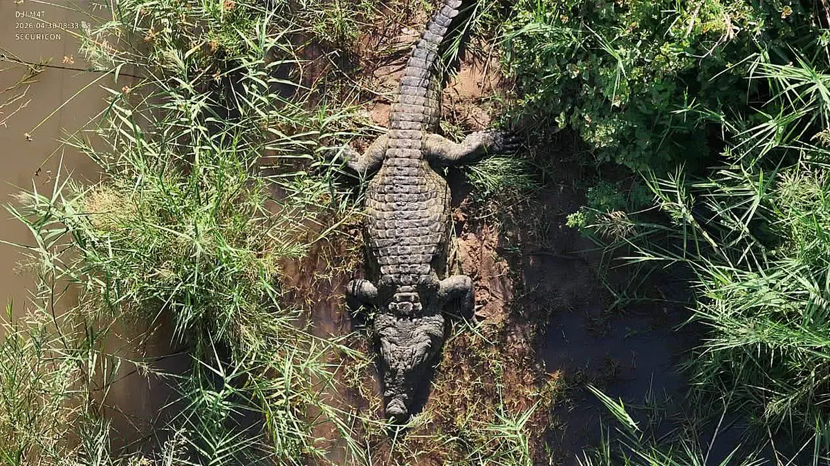 Pogled odozgo na velikog krokodila koji leži u blatu i visokoj zelenoj travi