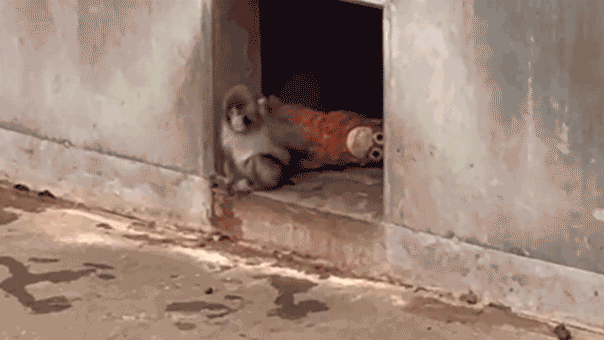Punch-kun nosi hranu od orangutana