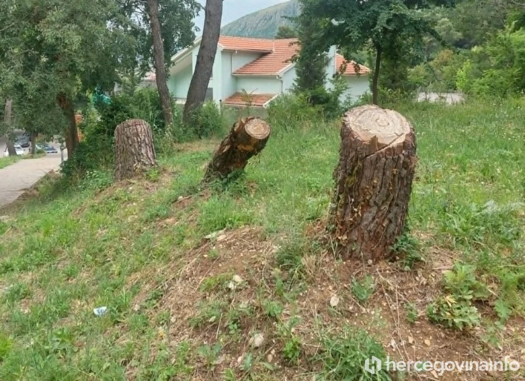 Porušena stabla na Malim stepenicama