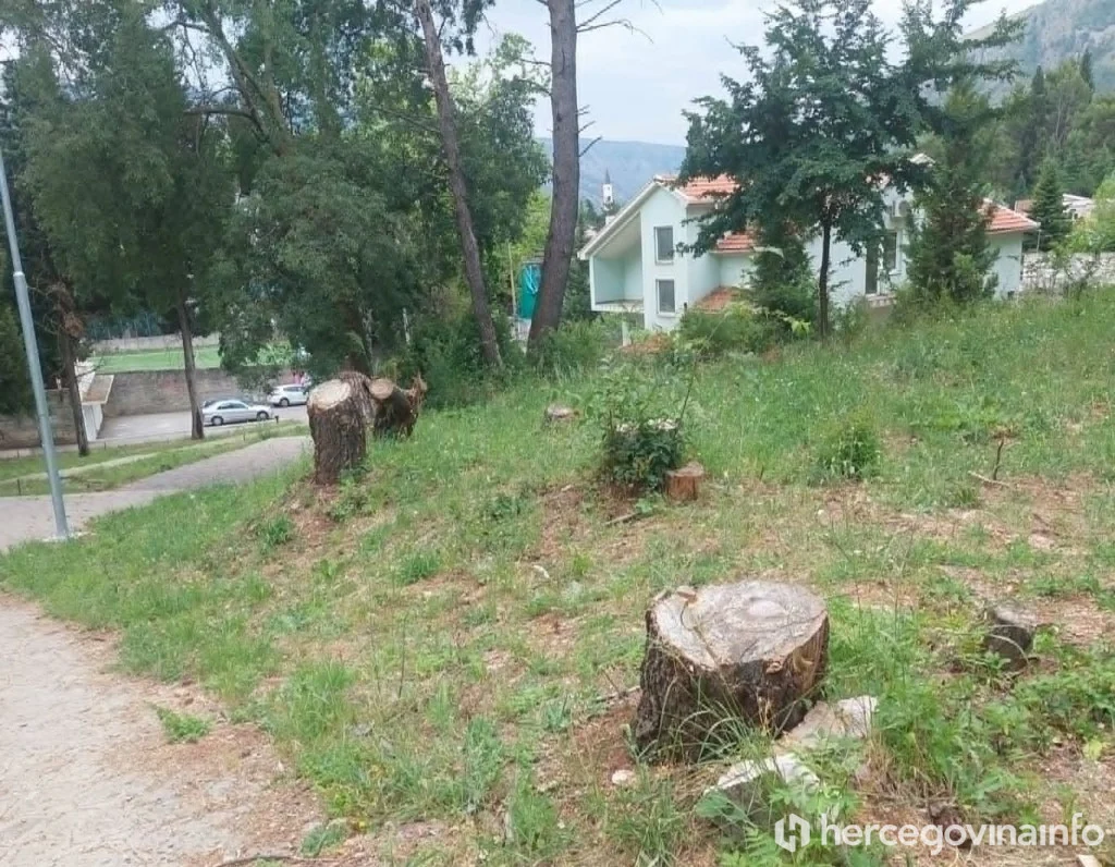 Porušena stabla na Malim stepenicama