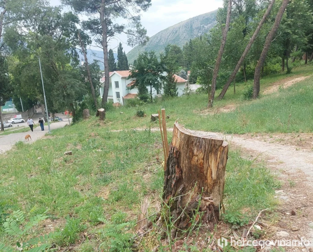 Porušena stabla na Malim stepenicama