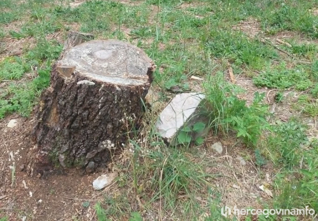 Porušena stabla na Malim stepenicama