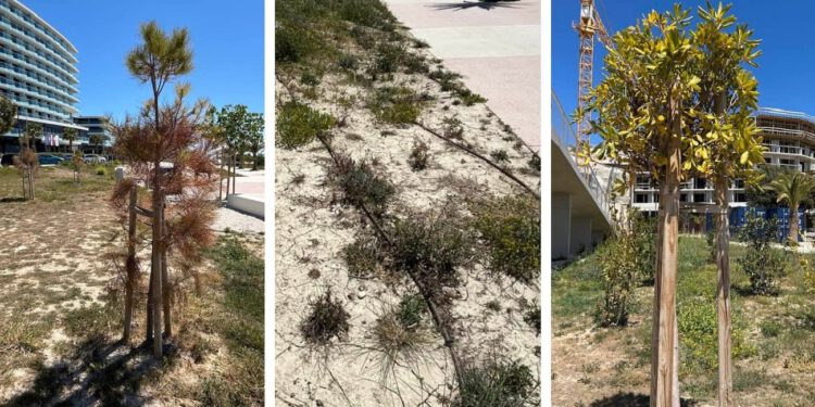 „Žnjan je tuga“: Splićanka objavila fotografije osušenog zelenila, građani ogorčeni stanjem na platou