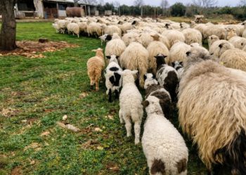 Bračanin platio 95 eura za stroj za šišanje ovaca, a kad je otvorio paket – ostao je u šoku