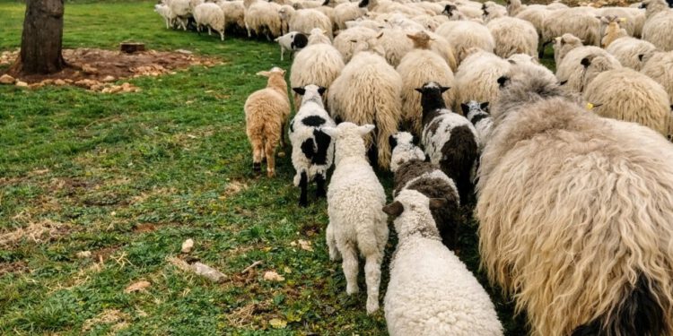 Bračanin platio 95 eura za stroj za šišanje ovaca, a kad je otvorio paket – ostao je u šoku