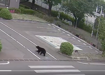 Medvjed hoda među zgradama i napada prolaznike