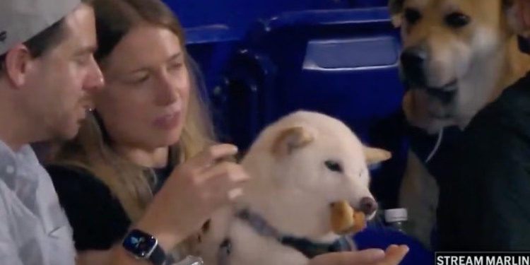 Miami Marlins pronašli su viralnog ‘vrlo dobrog dečka’ koji je gledao kako suparnički štene uživa u hot dogu na utakmici