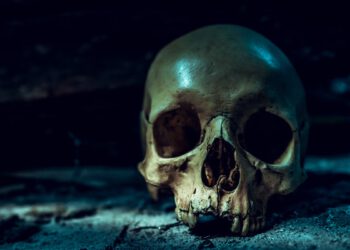 Misterij se produbljuje nakon što je ljudska lubanja otkrivena u trgovini rabljenom robom na Floridi. Nije prvi put