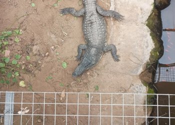 Muškarac optužen za prisiljavanje dječaka u nastambu za krokodile u zoološkom vrtu pušten uz jamčevinu