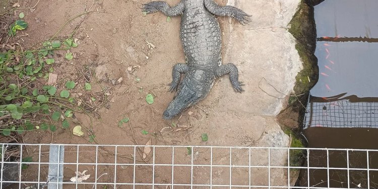 Muškarac optužen za prisiljavanje dječaka u nastambu za krokodile u zoološkom vrtu pušten uz jamčevinu
