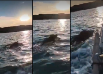 Nesvakidašnji prizor kod Pelješca: Ribar snimio vještog plivača kojeg nije očekivao usred mora (VIDEO)