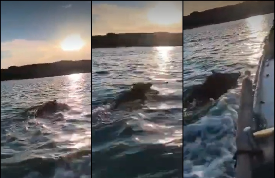 Nesvakidašnji prizor kod Pelješca: Ribar snimio vještog plivača kojeg nije očekivao usred mora (VIDEO)
