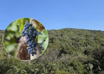 Općina Pašman neiskorišteni kamenjar pretvara u autohtone vinograde