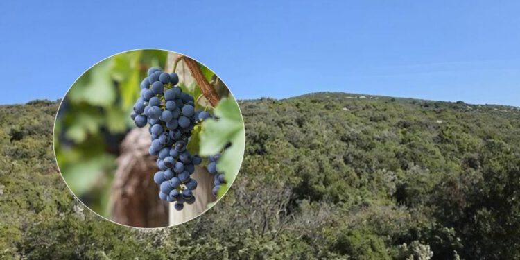 Općina Pašman neiskorišteni kamenjar pretvara u autohtone vinograde