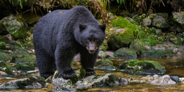 Par iz Kalifornije borio se protiv medvjeda koristeći samo bocu vode i sjekiru