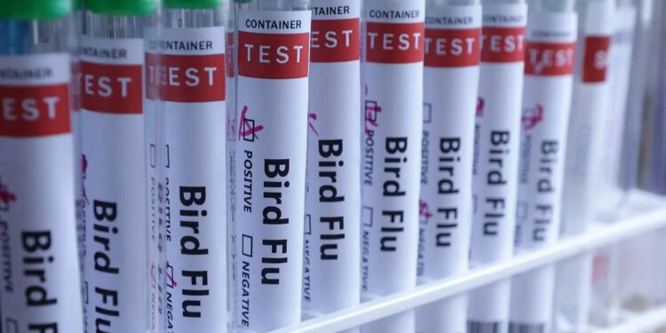 Ptičja gripa stiže na sve kontinente jer Australija potvrđuje prvi slučaj H5N1