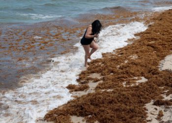 Smrdljive morske alge prekrivaju plaže Floride – a istraživači upozoravaju druge države da budu pripravne