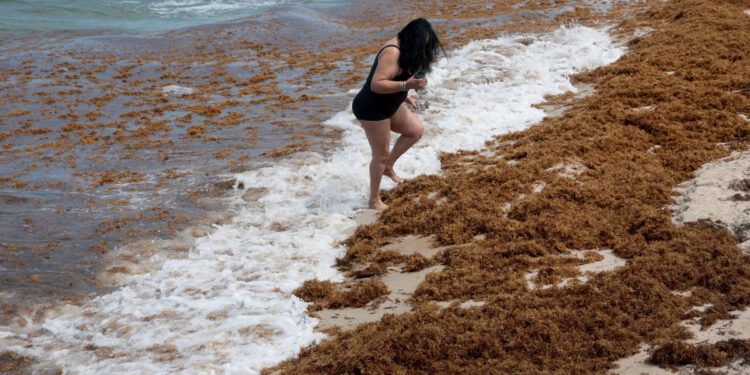 Smrdljive morske alge prekrivaju plaže Floride – a istraživači upozoravaju druge države da budu pripravne