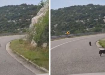 VIDEO Netko je izbacio štence na cestu. Grad odgovorio: “Ovo se neće tolerirati”
