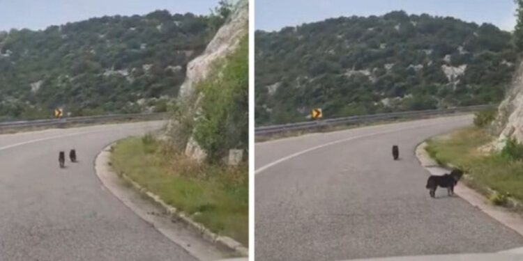 VIDEO Netko je izbacio štence na cestu. Grad odgovorio: “Ovo se neće tolerirati”