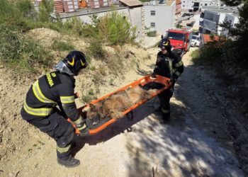 Vatrogasci u Podstrani spasili psa koji je zapeo u uskom procjepu