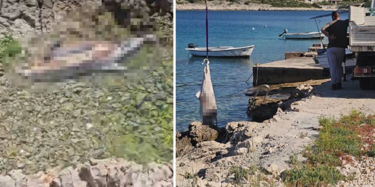 ZDRAVSTVENA BOMBA NA PLAŽI Pet dana kupači dijelili more s raspadnutim dupinom, sustav 112 pokreće protokol, a na terenu – kaos! Donosimo mini-vodič kroz birokratski apsurd