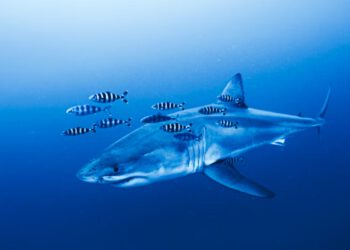 Zaprepašteni ronioci po prvi put snimili veliku bijelu morsku psu u Mediteranu