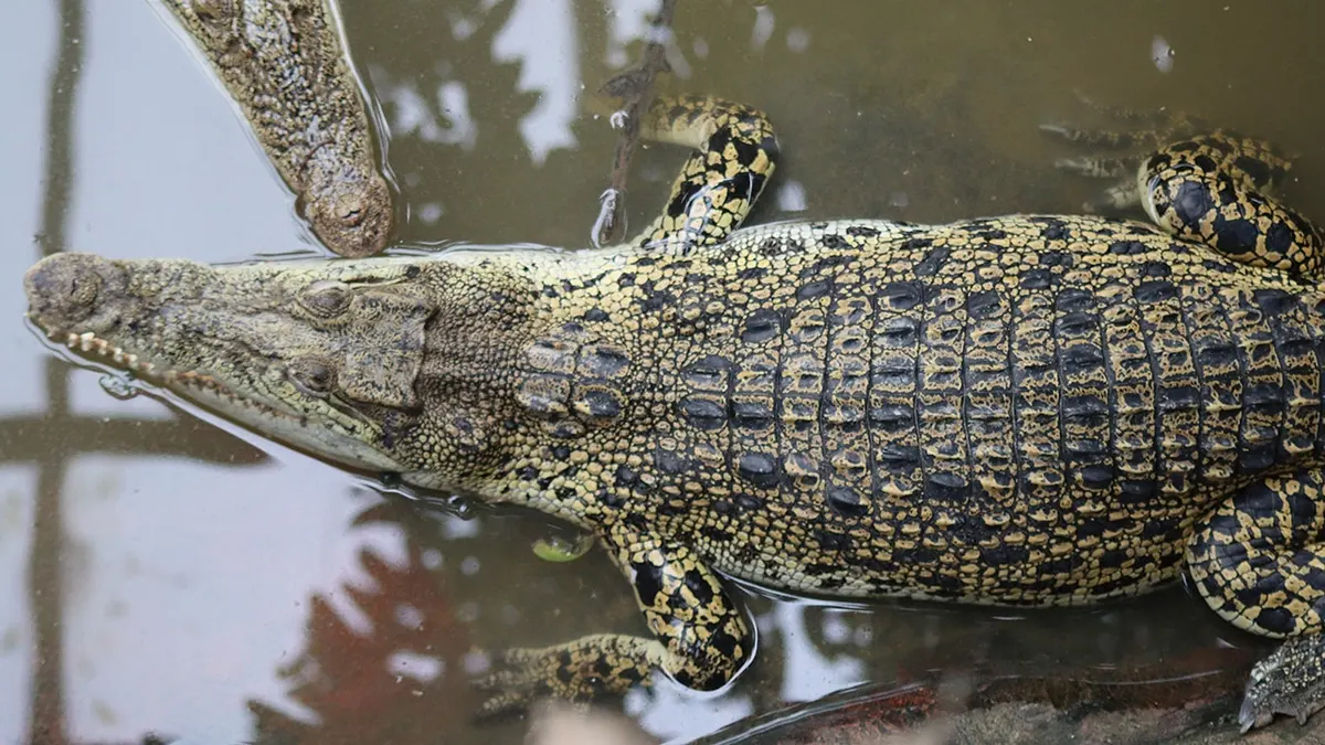 Krokodili se odmaraju unutar ograđenog prostora na farmi i zoološkom vrtu Johnsons of Old Hurst