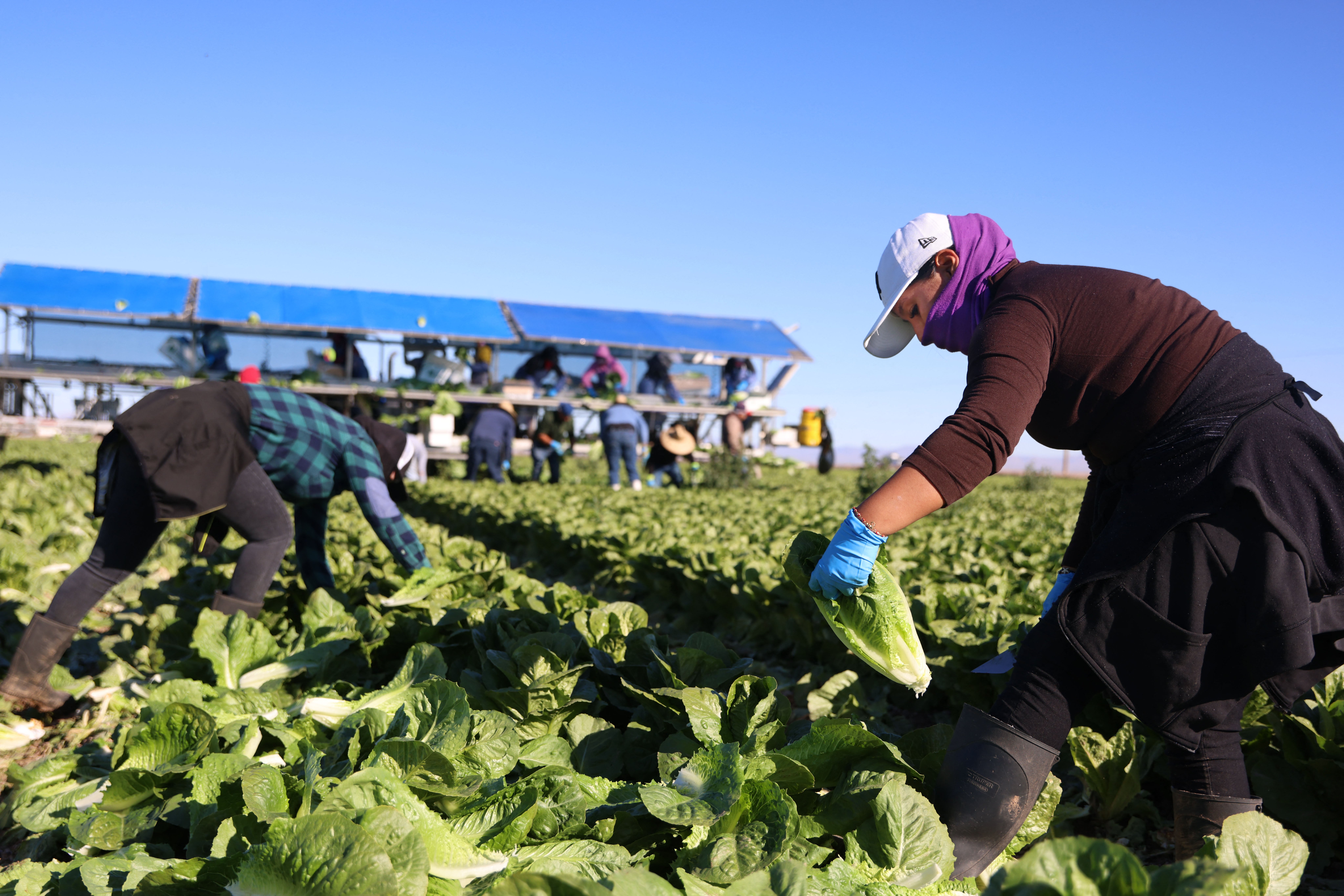 Krajem prošlog tjedna, FDA je odbacila tvrdnju da je uzorak zelene salate koji je dostavila Taylor Farms de Mexico bio pozitivan na parazita koji uzrokuje proljev, nazvavši taj početni rezultat 