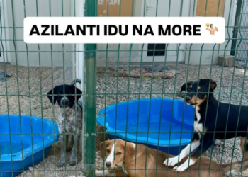 Azil Dubrovnik organizira posebno druženje: Psi koji traže dom čekaju vas na plaži
