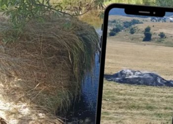 Farmeru iz Šujičkog polja nepoznati počinitelji zapalili bale sijena i bacili ih u rijeku, nudi 5.000 KM za informacije