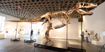 ‘Gus’ T. rex postao najskuplji fosil dinosaura ikad prodan za 50 milijuna dolara