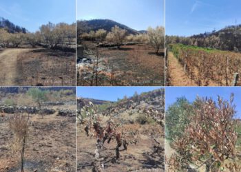 Izgorjeli maslinici i vinogradi dobit će novu šansu: Ministarstvo objavilo veliki plan obnove nakon požara na Korčuli