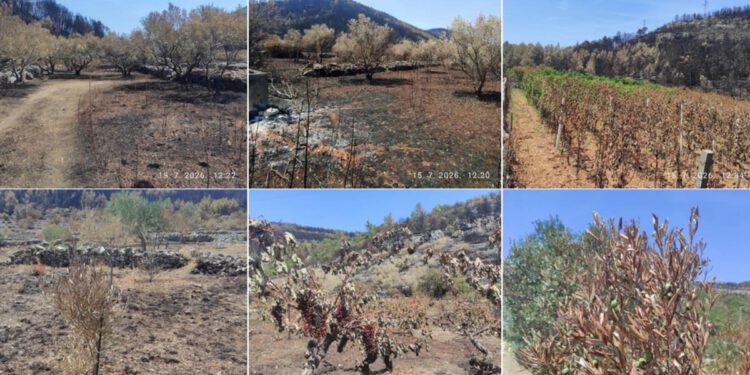 Izgorjeli maslinici i vinogradi dobit će novu šansu: Ministarstvo objavilo veliki plan obnove nakon požara na Korčuli