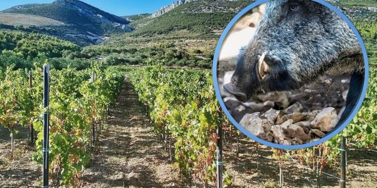 KAŠTELANI U STRAHU ZA UROD Divlje svinje stigle do kuća, pred berbom prijeti potpuna katastrofa