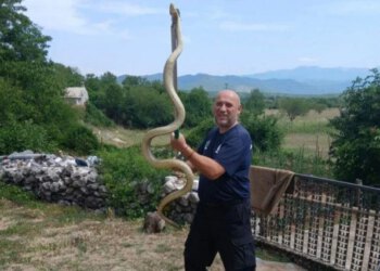Mišo iz Trebinja lovac je na velike zmije i spas od stršljenova