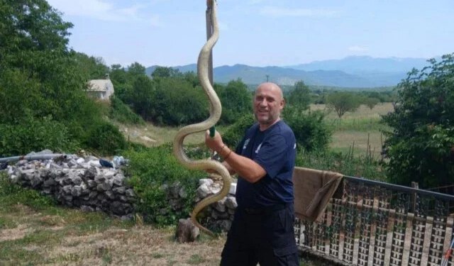 Mišo iz Trebinja lovac je na velike zmije i spas od stršljenova