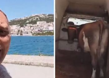 Nije imao gdje ostaviti kravu pa je doveo na more u Neum