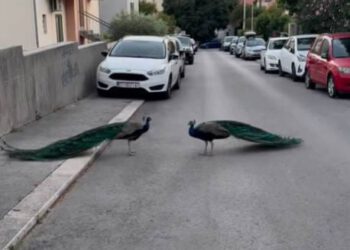 ONLY IN SPLIT Splitskim ulicama patroliraju