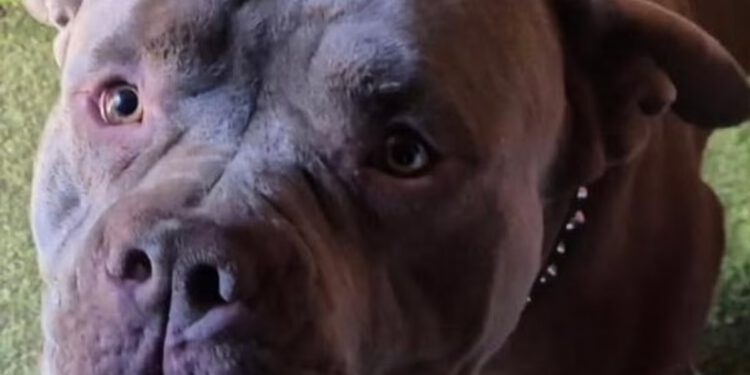 Pit bull na slobodi nakon što je ubio kućnog ljubimca i ranio čovjeka u napadu iz ‘noćne more’